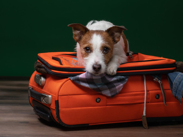 media.petfriendly-letorri